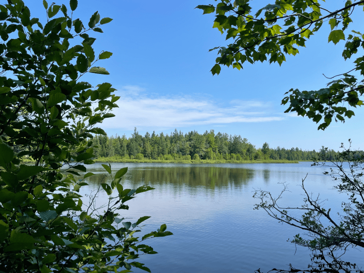Lake through tree branches